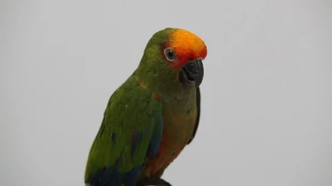 Jandaia de testa vermelha - Aratinga auricapillus - Jandaia Stockbeeldmateriaal 121686798