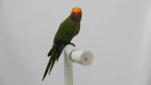 Jandaia de testa vermelha - Aratinga auricapillus - Jandaia 库存影片 121686959