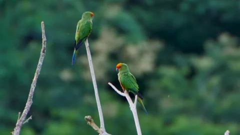 Jandaia de Testa Vermelha Stock Footage 296537750