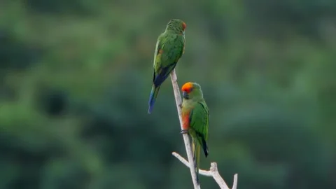 Jandaia de Testa Vermelha Stock Footage 296539586