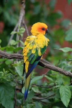 Jandaya Parakeet Stock Photos