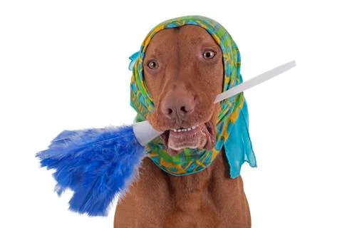 Janitor dog Stock Photos