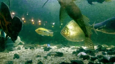 A janitor fish or eating algae while an iridescent shark, tiger oscar, silver Stock Footage 310188430