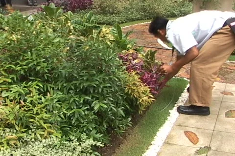 Janitorial gardining  Stock Footage 157738