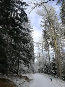 January 2017 in a cold forest Foto stock