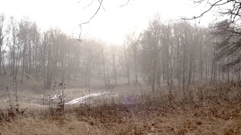 January in the forest Stock Footage 124123072