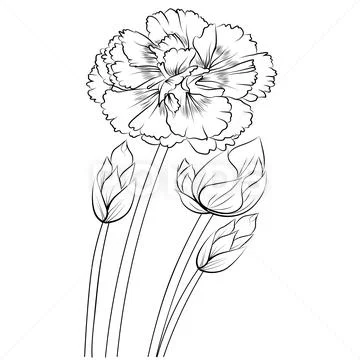 Outline Black Carnation Tattoo, Drawing Carnation Flower Tattoo Outline,  Line Drawing Simple Carnation Tattoo Stock Vector - Illustration of sketch,  tattoo: 283510028