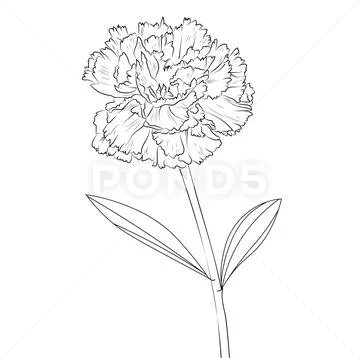 Colorful gradient sketch of a carnation flower - poster ready to print.  Botany - the study of the structure of the flower. Youth idea for a tattoo  Stock Vector | Adobe Stock