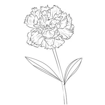 27 Beautiful Carnation Tattoo Ideas and Their Symbolism – SORTRA