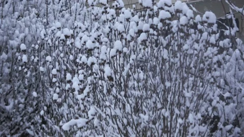 January Snow Storm Stockbeeldmateriaal 231086102
