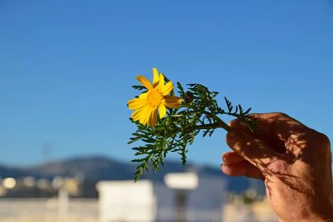 January spring flower 写真素材