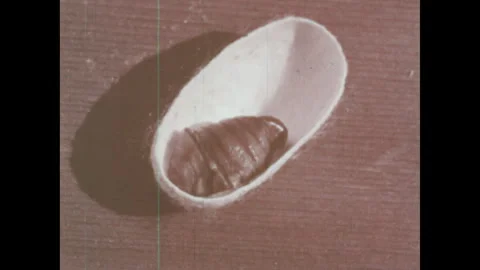 Japan 1960s: Cocoon. Silk moth pupa in the cocoon. Silk moth emerges from a Stock Footage 332085672
