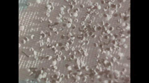 Japan 1960s: Silkworms hatching from eggs. Stock Footage 332085316