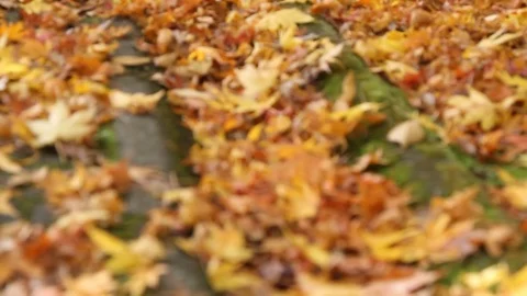 Japan Autumn leaf 動画素材 79669628