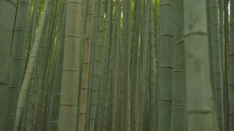 Japan Bamboo Forest Stock Footage 117705990