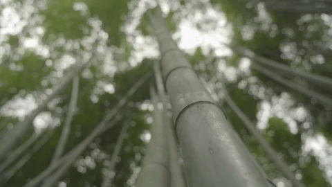 Japan Bammbo Forest Stock Footage 117697583