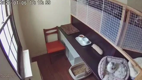 Japan: Cats react instinctively during magnitude 6.2 earthquake in Saihak... Stock Footage 325855406