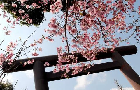 Japan Cherry Blossom - Mar 2007 Stock Photos
