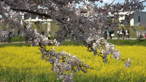 JAPAN : CHERRY BLOSSOMS and RAPE FLOWER (CANOLA FLOWER). Stock Footage 106753637