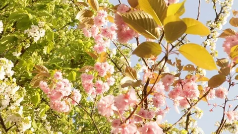 Japan cherry tree sunshine spring brussels Stock Footage 80359340