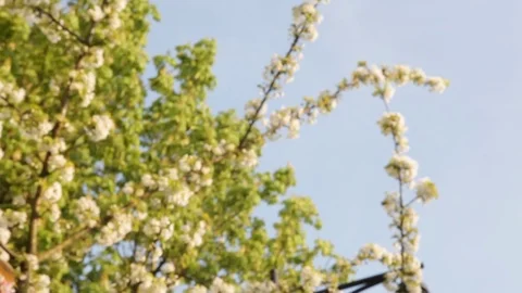 Japan cherry trees in Brussels Stock Footage 80343251