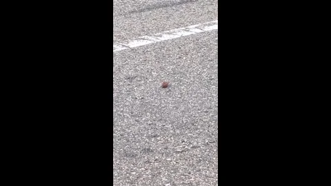 Japan: Crows use passing truck to crack walnut Stock Footage 335800697