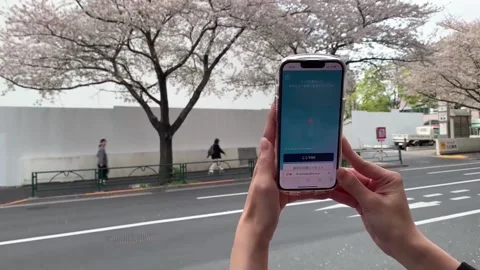 Japan develops AI to determine age of cherry blossom trees for preservation, TOK Video stock 306133259