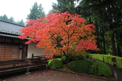Japan fall color Stock Photos