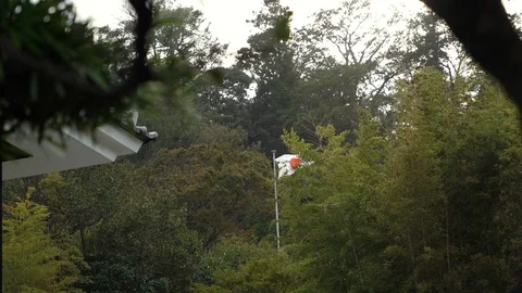Japan Flag In Forest Stock Footage 120318462