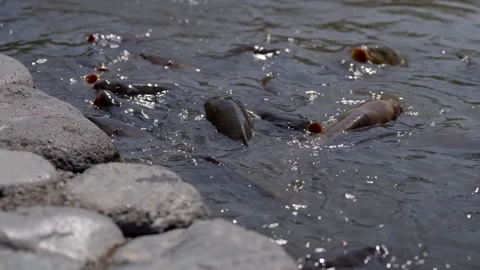 Japan Koi Carp 스톡 동영상 282662590
