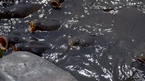 Japan Koi Carp 스톡 동영상 282662593