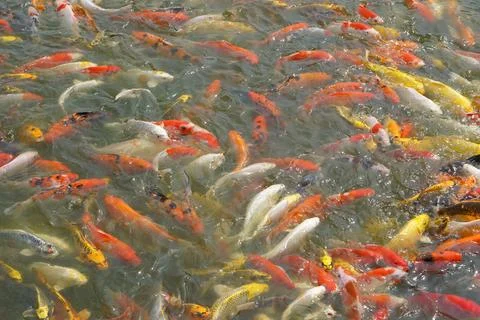 Japan koi fish or Fancy Carp swimming in a black pond fish pond. Popular pe.. Stock Photos