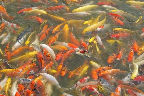 Japan koi fish or Fancy Carp swimming in a black pond fish pond. Popular pe.. Stock Photos