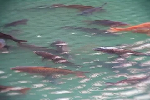 Japan - Koi fish in a river. Видео 10887567