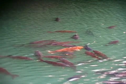 Japan - Koi fish in a river. Vídeo Stock 10887569