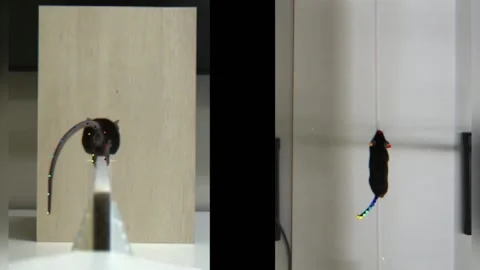 Japan: Mice Tails Crack the Code for Balance, Offering New Insights into ... Video stock 291289120