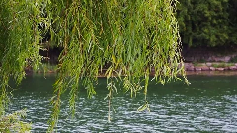 Japan Nature: Stream 4 Stock Footage 81203181