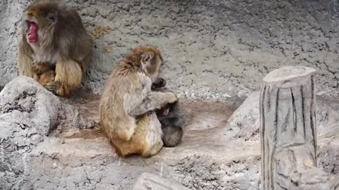 Japan: Orphaned baby monkey 'Punch' finds comfort in surrogate embrace at... Video stock 329096883
