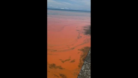 Japan: Red Tide Hell Turns Waters Blood-Red Along Japan Coast 스톡 동영상 335852153