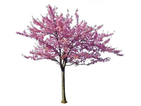 Japan sakura,  pink cherry blossoms tree isolated on white background. Stock Photos