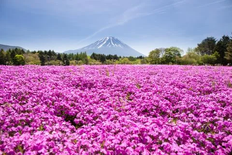 Japan Shibazakura Festival with the field of pink moss of Sakura or cherry bl Stock Photos