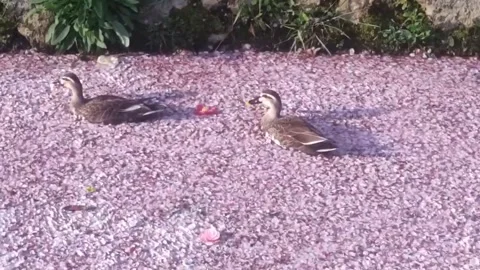 Japan: Two Ducks Glide Through Carpet of Cherry Blossoms on Kyotos Philo... Video stock 332340811