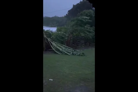 Japan: Typhoon Jangmis Violent Winds Bring Down Trees in Their Path 2 Stock Footage 336165661