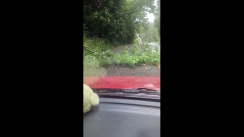Japan: Typhoon Jangmis Violent Winds Bring Down Trees in Their Path 4 Stock Footage 336234552
