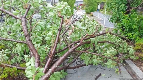 Japan: Typhoon Jangmis Violent Winds Bring Down Trees in Their Path 5 Stock Footage 336245537