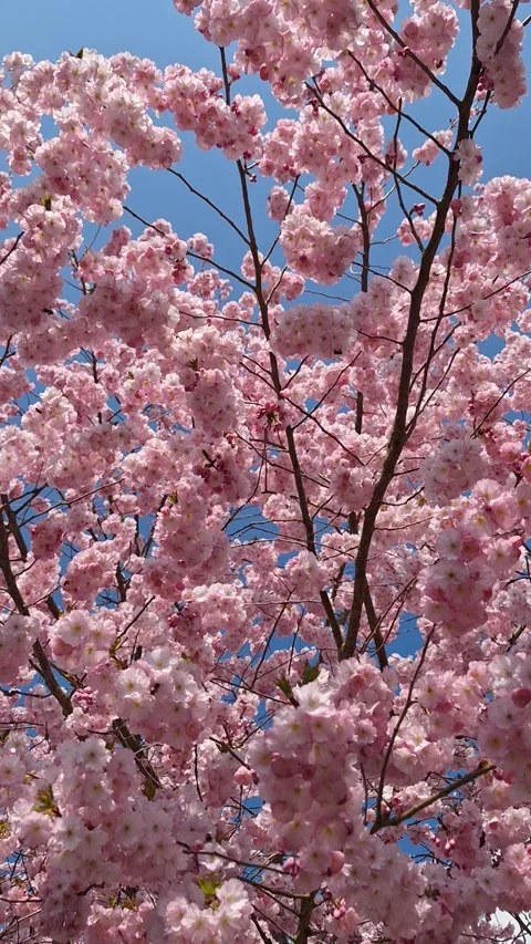 Japanes Kazan Cherry trees Stock Footage 337799320