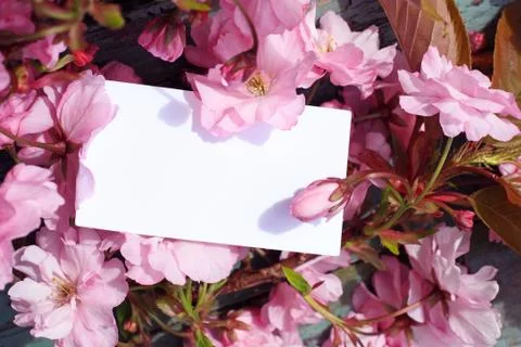 Japanes tree blossom with a blank note Stock Photos