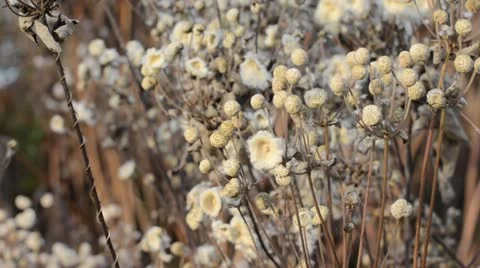 Japanese anemone (Anemone hupehensis var. japonica) Stock Footage