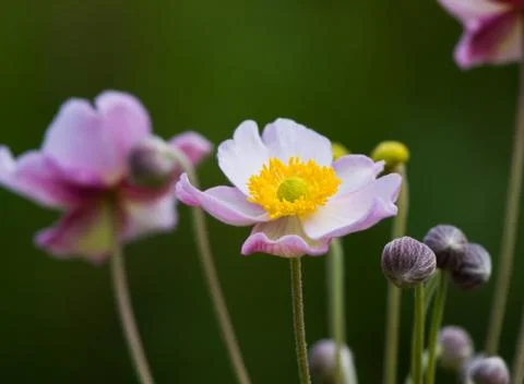 Japanese anemone Stock Photos