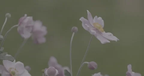 Japanese Anemone Pink Windflower in wind against Soft Background - 8K Ungraded Stock Footage